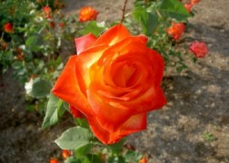 Teahibrid rózsa / Alinka
